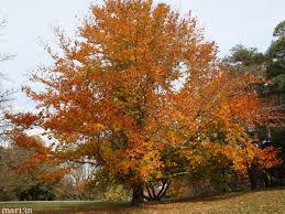 American Beech : 2.5 Inch