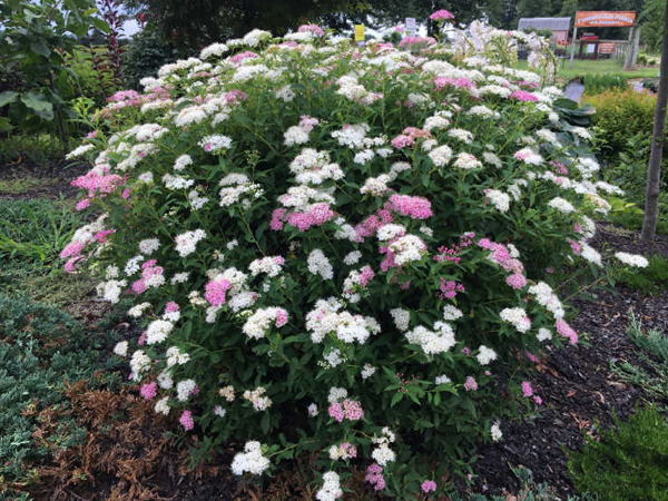 Beaver Creek Fothergilla : 30 Inch