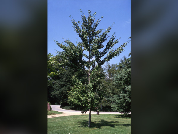 Autumn Gold Ginkgo : 1.5 Inch