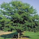Street Keeper Honeylocust : 5 Inch