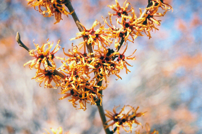 Autumn Embers Witchhazel : 6 Foot