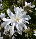 Encore Magnolia MS : 5 Foot