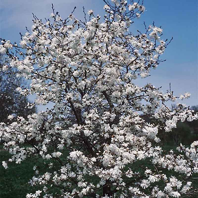 Ballerina Magnolia : 7 Foot