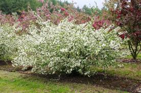 Firebird Crabapple MS : 7 Foot
