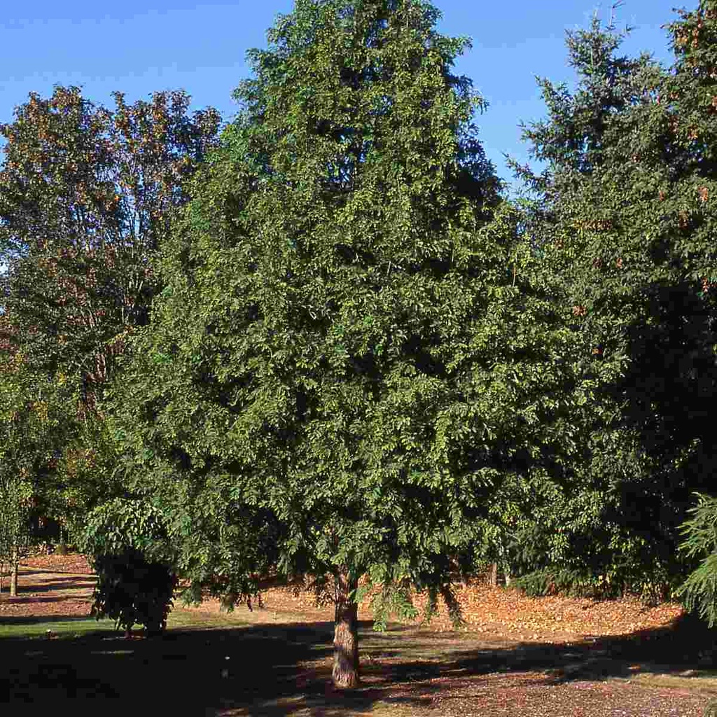Dawn Redwood : 6 Inch