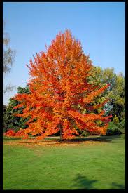 Blackgum : 2.5 Inch