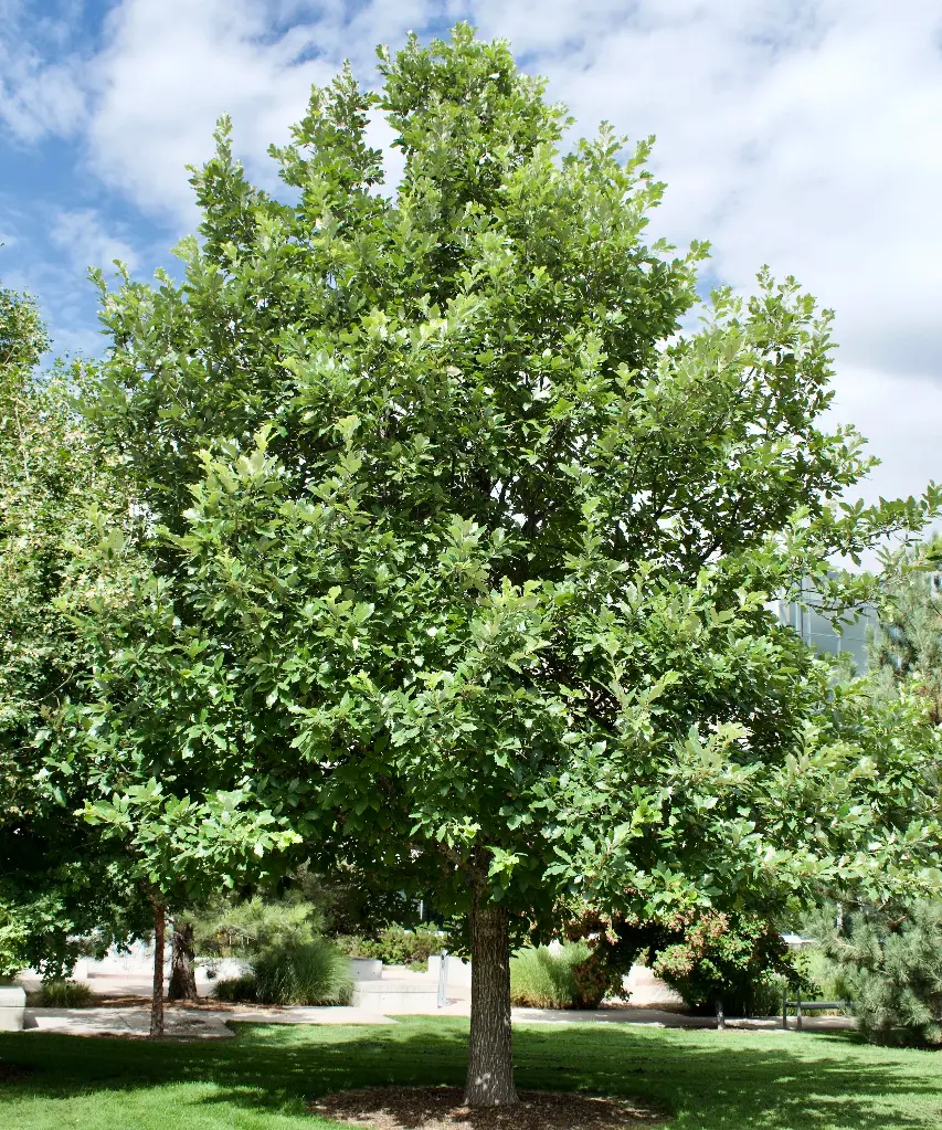 American Dream Oak : 1.5 Inch