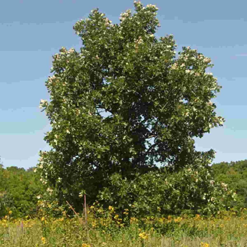 Bur Oak : 6 Inch