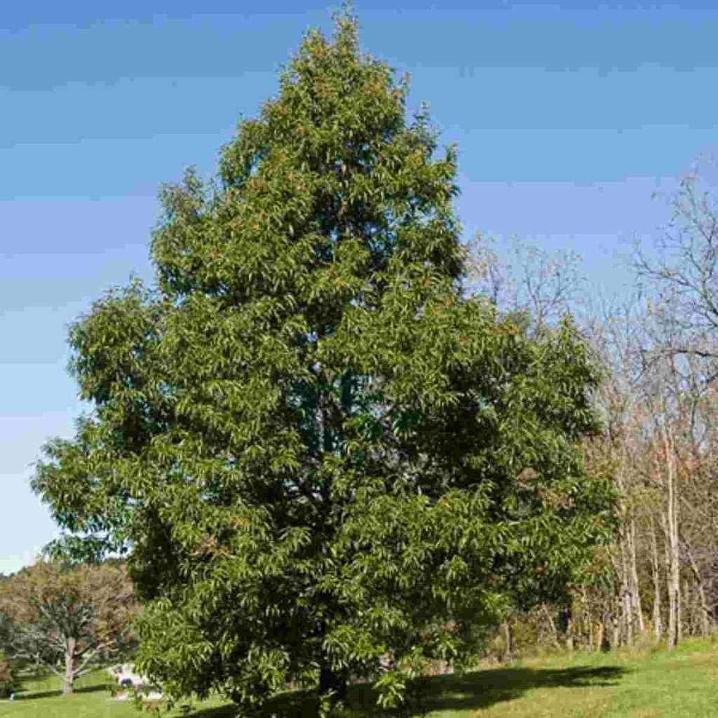 Chinkapin Oak : 4 Inch