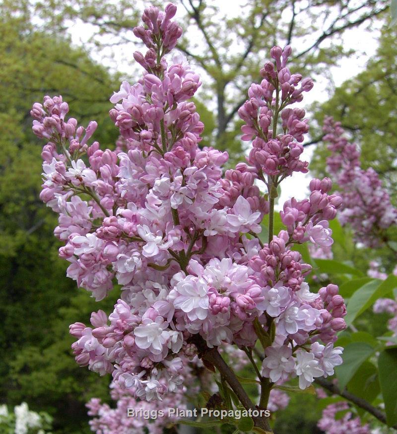 Atheline Wilbur Lilac : 5 Foot