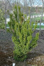 Anthony Wayne Yew : 36 Inch