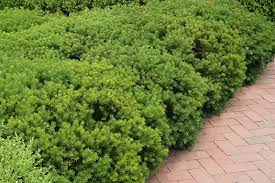 Berryhilli Yew : 24 Inch