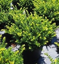 Everlow Yew : 30 Inch