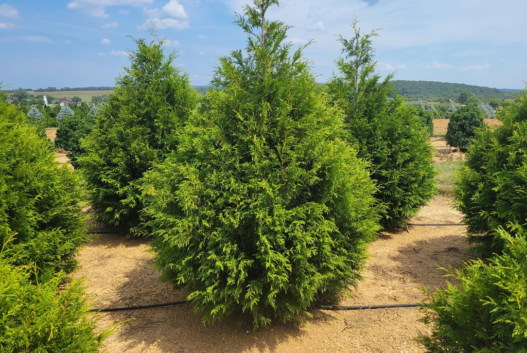 Deer Proof Arborvitae : 14 Foot