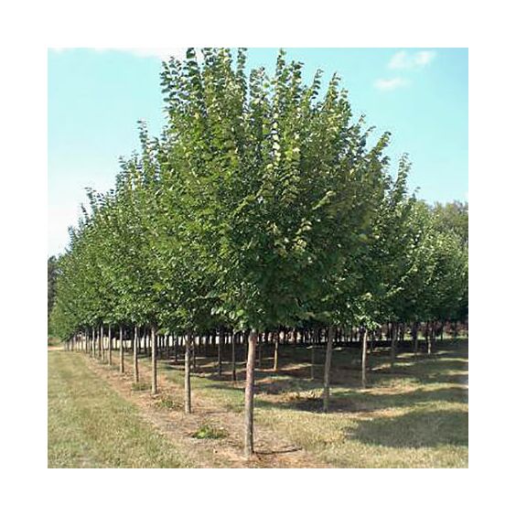 Princeton Elm : 4.5 Inch