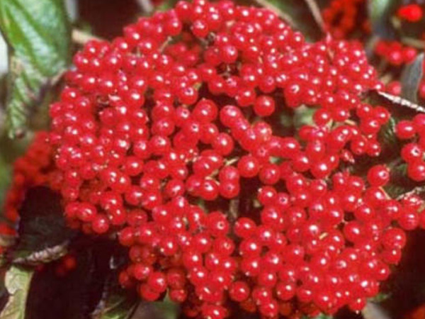 Cardinal Viburnum : 4 Foot