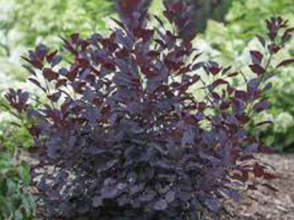 Kodiak® Honeysuckle Black : 3 Gallon
