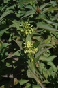 Butterfly Bush Honeysuckle : 5 Gallon