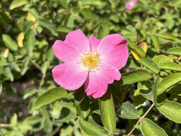 Nearly Wild Shrub Rose : 3 Gallon