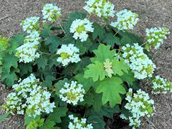 Pee Wee Hydrangea : 3 Gallon