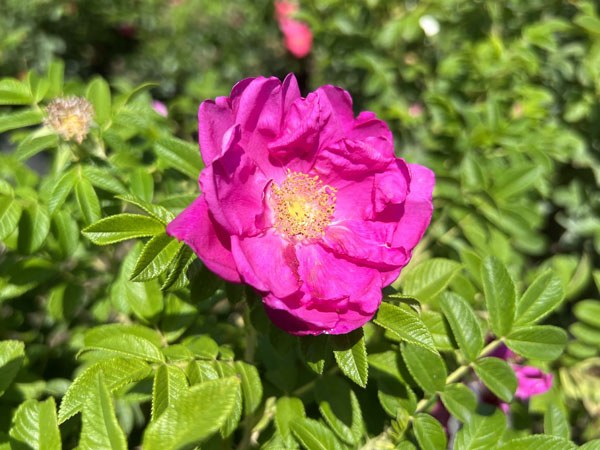 Purple Pavement Rose : 3 Gallon