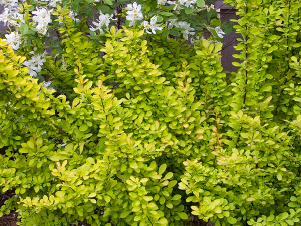 Sunjoy Gold Pillar Barberry ® PW : 3 Gallon