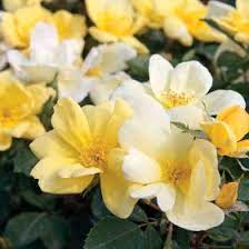 Knock Out Rose Sunny ® : 3 Gallon