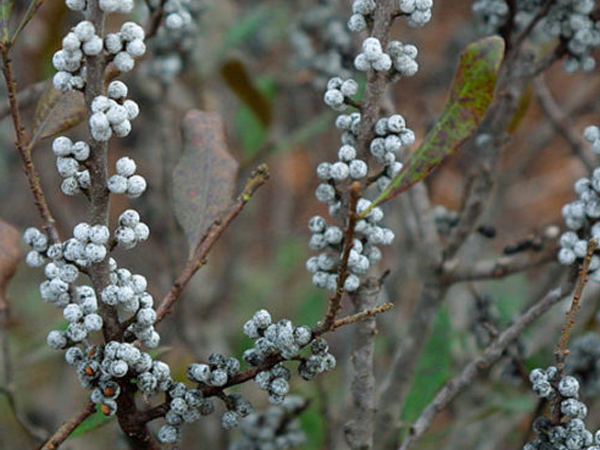 Northern Bayberry : 5 Gallon