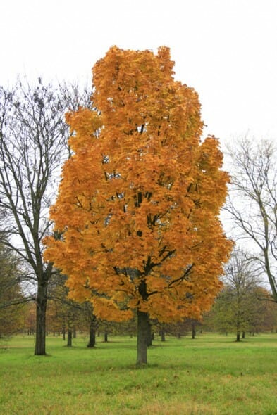 Columnar Norway Maple : 4.5 Inch