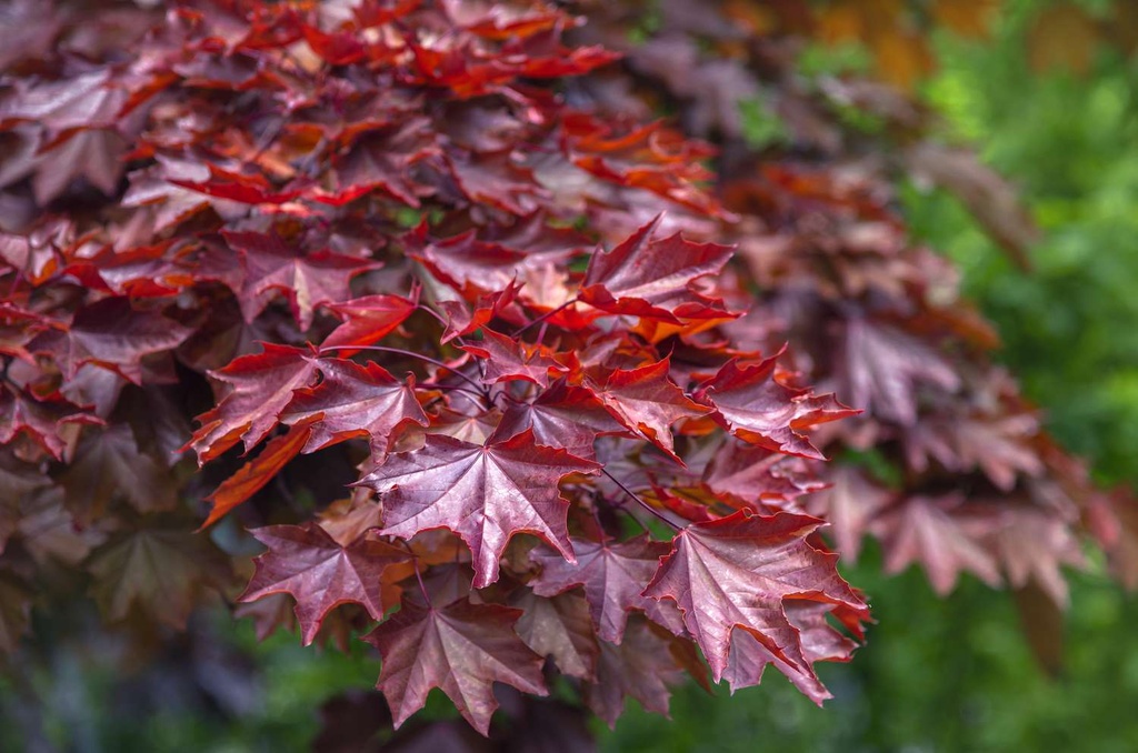 Crimson King Maple : 3 Inch