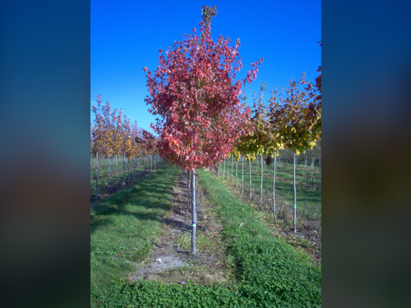 Autumn Radiance Maple : 3 Inch