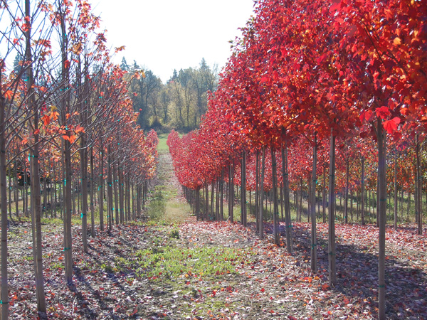 Brandywine Maple : 2.5 Inch