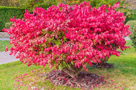 Fireball Burning Bush : 48 Inch