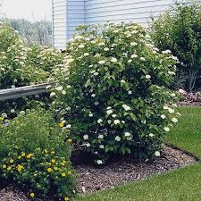 Arrowwood Viburnum : 6 Foot