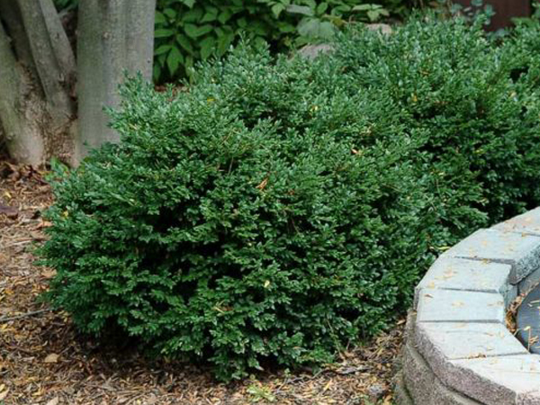 Green Velvet Boxwood : 24 Inch