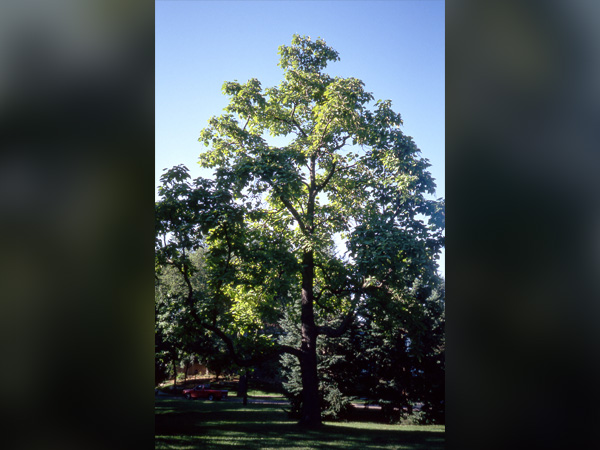 Northern Catalpa : 2.5 Inch