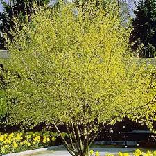 Cornelian Cherry Dogwood MS : 4 Foot