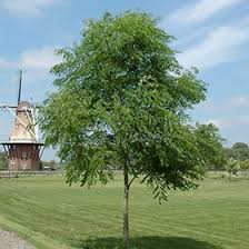Kentucky Coffeetree : 3.5 Inch