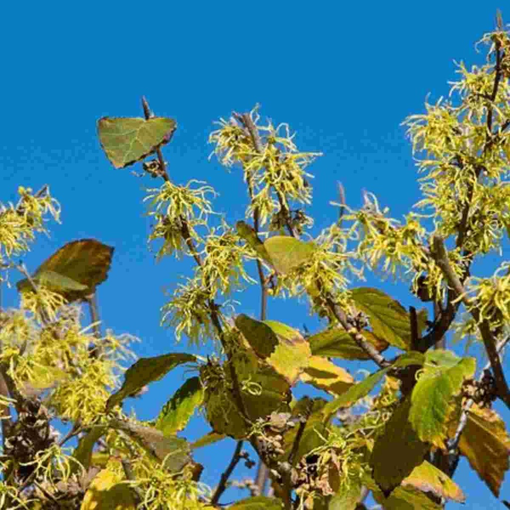 Common Witchhazel : 4 Foot