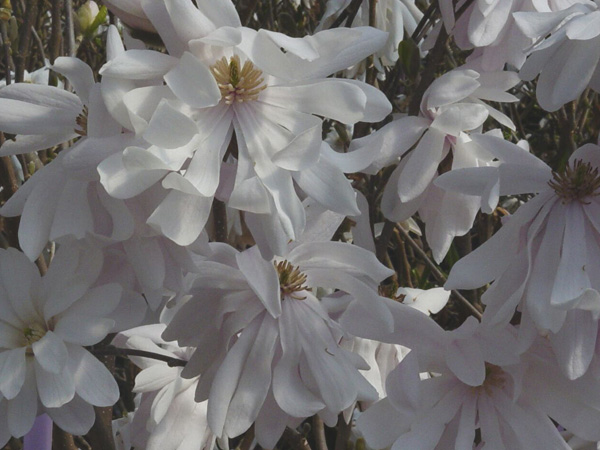 Royal Star Magnolia MS : 5 Foot