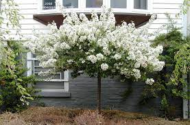 Sargent Tina Crabapple : 3 Inch