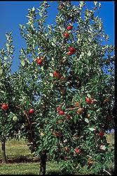 Zestar Apple : 2.5 Inch