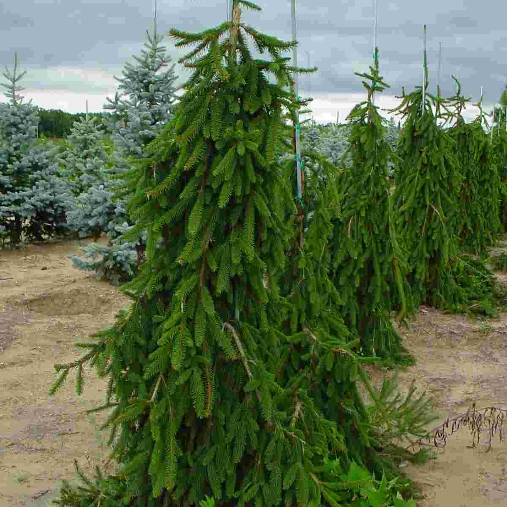 Weeping Norway Spruce : 6 Foot