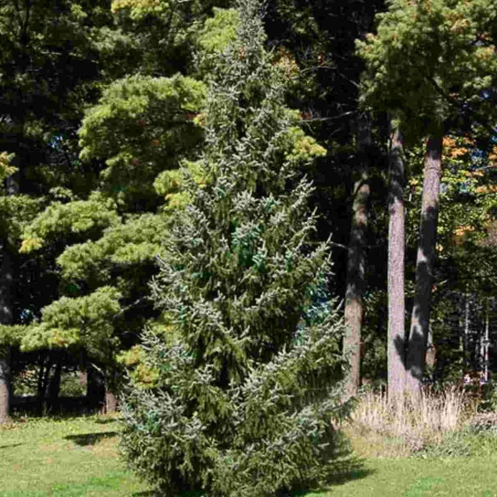 Serbian Spruce : 6 Foot