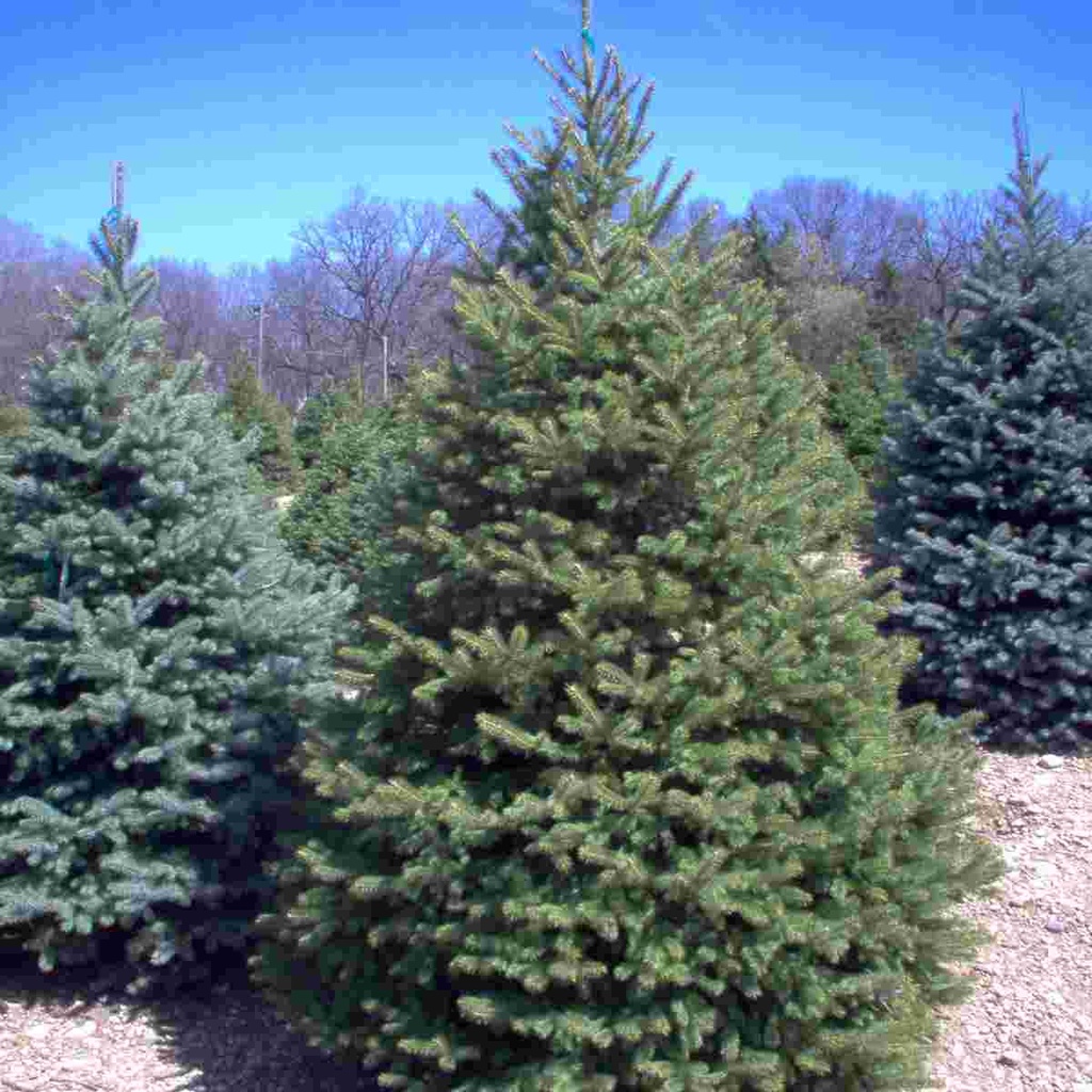 Colorado Spruce : 7 Foot