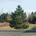 Austrian Pine : 6 Foot