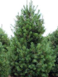 Eastern White Pine : 8 Foot
