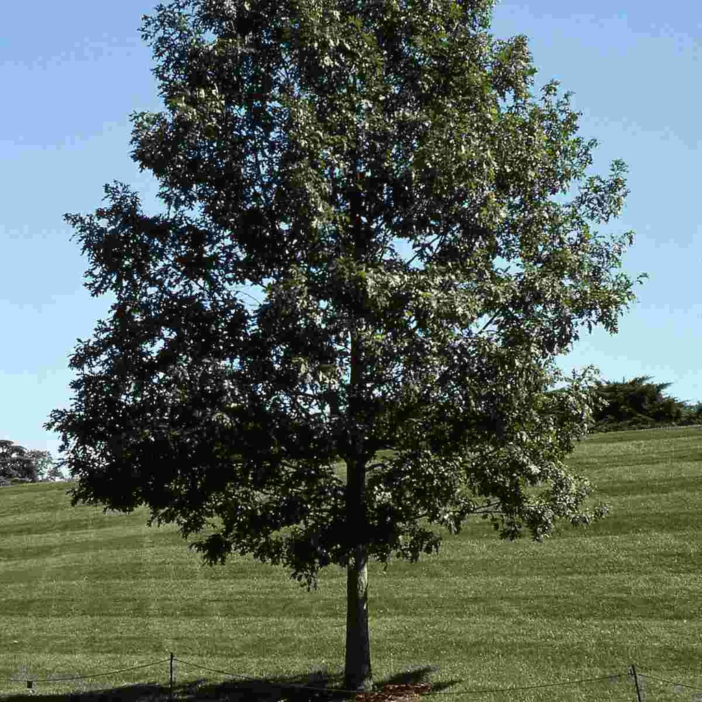 White Oak : 2.5 Inch