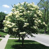 Ivory Silk Lilac : 3 Inch