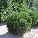 Hetz Midget Arborvitae : 24 Inch